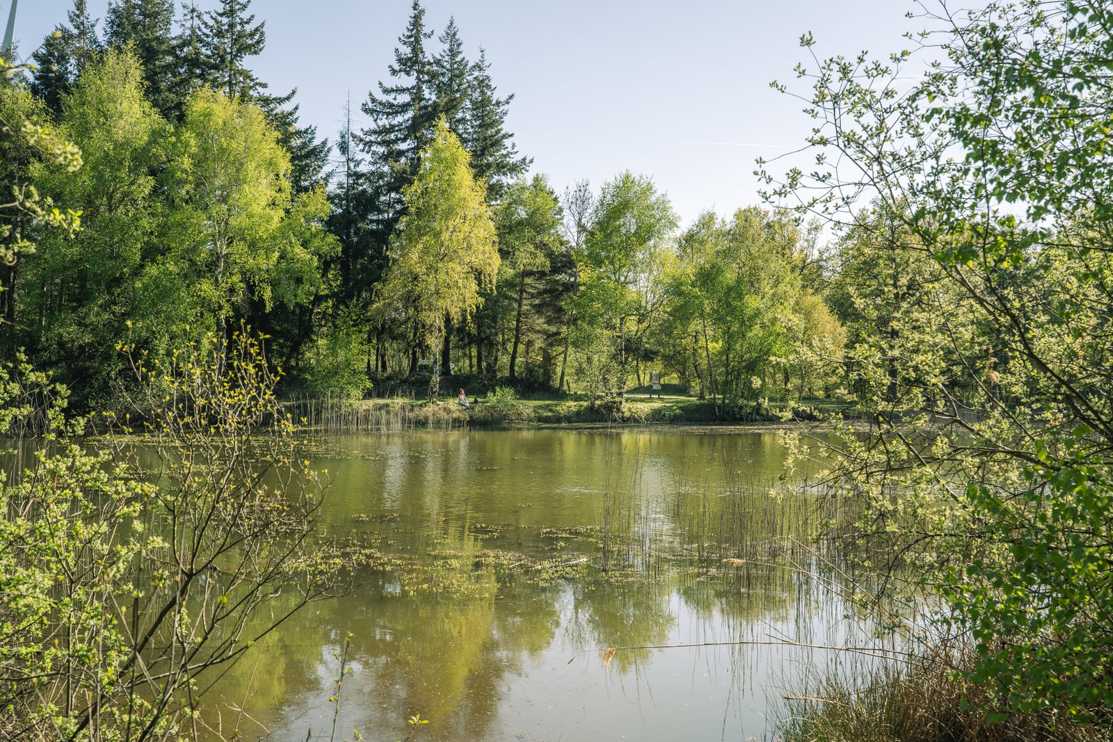 Étang caché au milieu d'une forêt, connu grâce à un photographe local