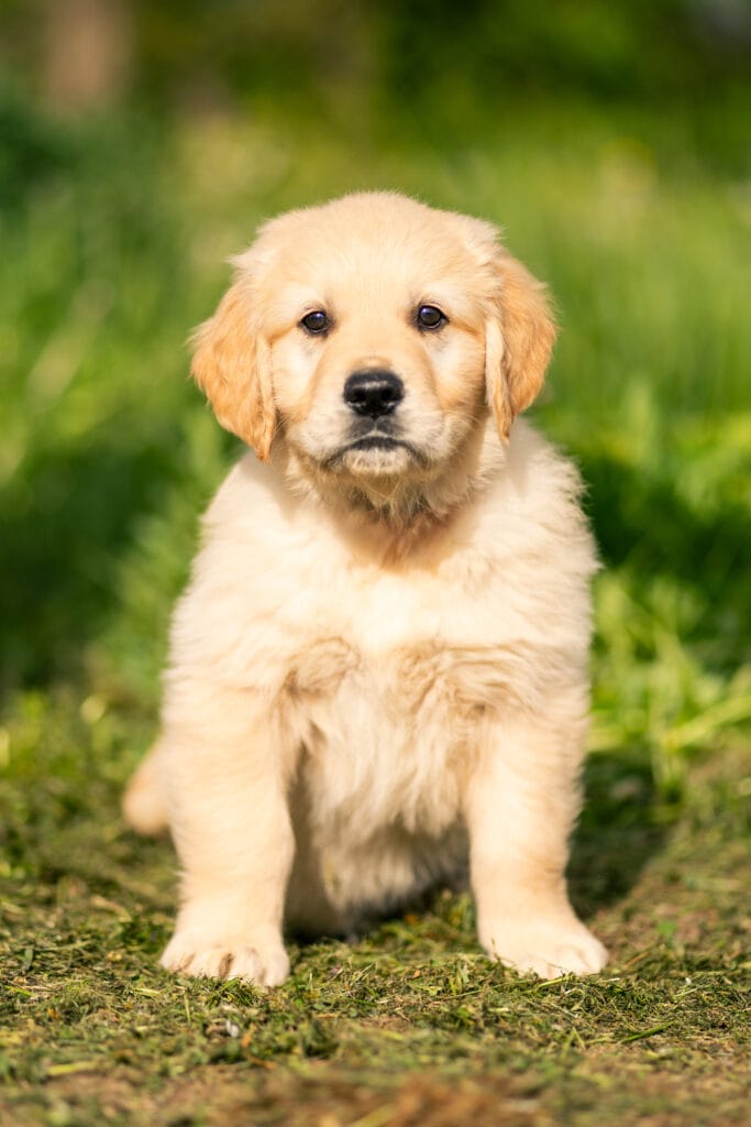 Un chiot Golden Retriever assis dans l'herbe, regardant droit dans l'objectif, mignon.