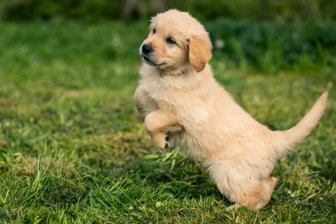 Un chiot golden retriever sautant avec les 2 pattes en l'air