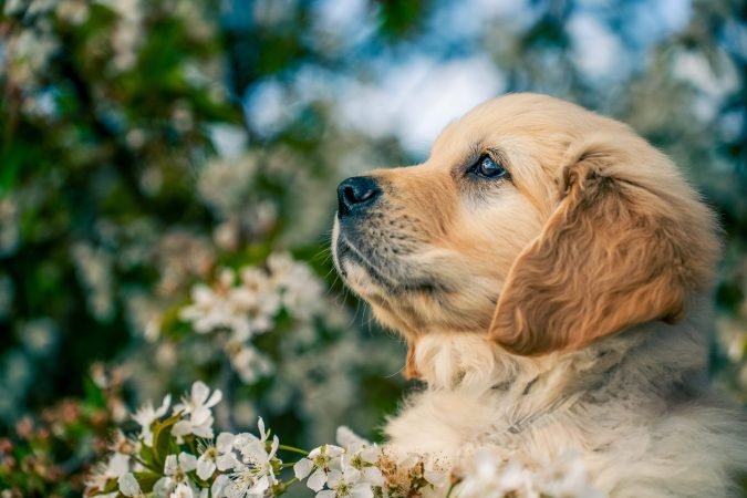 Un chiot golden retriever regardant vers le ciel, entouré de fleurs